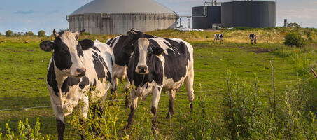 Bio gas farms cows